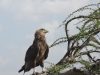 Butler-Eagle-Day-8-africa-Tz-serengeti