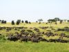Cape-buffalo-Day-8-africa-Tz-serengeti