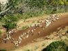 Cattle-goats-sheep-maasai-herder-Day-5-africa-Tz-ngorogoro-PM-serena-safari-lodge-view