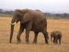 Elephant-mother-and-baby-Day-3-Amboselli
