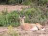 Grants-gazelle-female-Day-3-africa-PM-Amboseli