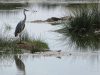 Grey-heron-Day-8-africa-Tz-serengeti