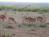 Impala-family-w-1-male-Day-3-africa-PM-Amboseli
