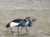 crested-crane-pair-day-3-Africa-Amboseli