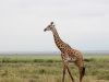 giraffe-Day-4-africa-Amboseli-AM