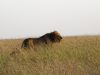 lion-honeymoon-Day12-africa-z-ky-male-and-female