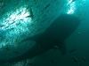 whale-shark-4