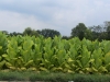 lancaster-tobacco-crop-2012