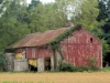 lancaster-tobacco-crop-in-barn-2012