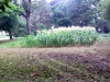 lhs-corn-2012