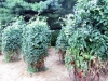 lhs-tomatoes-2012