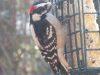 downy-woodpecker-male