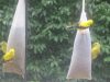 goldfinches-on-thistle-seeds
