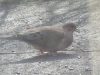 mourning-dove-2