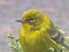 pine-warbler-young