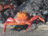 Ec-Galapagos-S-Plaza-dock-Sally-Lightfoot-crabs
