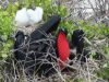 Ec-Galapagos-n-seymour-frigate-male-w-female-mating-and-chick-2