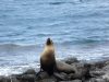 Ec-Galapagos-n-seymour-sea-lion