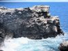 Ec-Galapagos-s-plaza-nesting-bird-cliffs