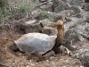 Ec-Galapagos-santa-cruz-gnp-tortoise-eating