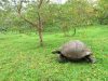 Ec-galapagos-santa-cruz-el-chato-giant-tortoise-going-for-guava