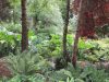 Belfast-botanical-garden-10