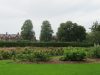 Belfast-botanical-garden-11-roses