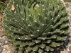 agave-queen-victoria