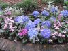 b-garden-blue-hydrangia-border