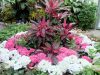 b-garden-hydrangess-and-crotons