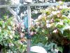 begonias-hanging-2012
