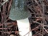 mushroom-black-chimney