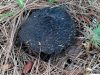 mushroom-black-lump