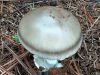 mushroom-grey-ring