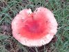 mushroom-red