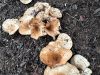 mushrooms-brown-large
